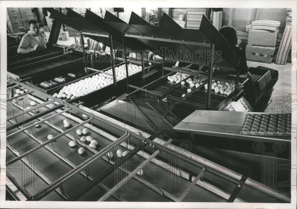 1964 Press Photo Lake Land Egg Co-op, eggs shunted off into packing machines. - Historic Images