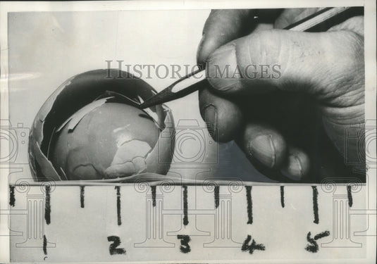 1956 Press Photo A double shelled grade A egg, laid by a hen, Hastings, Ontario.- Historic Images