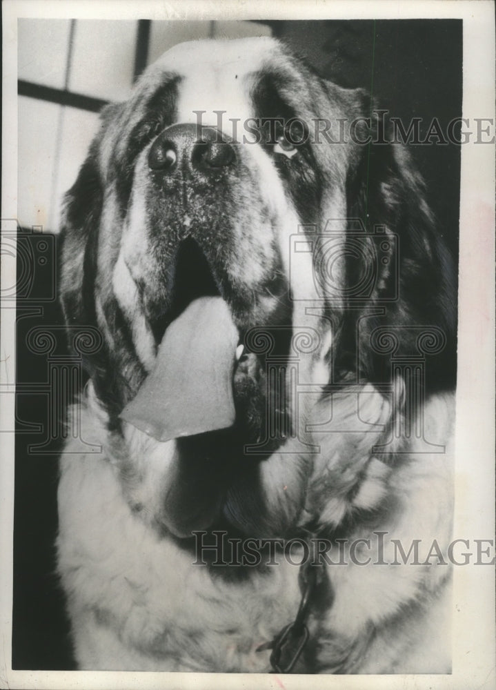 1956 Press Photo Saint Bernard "King Charlesin" At Dog Show In Helsinki, Finland