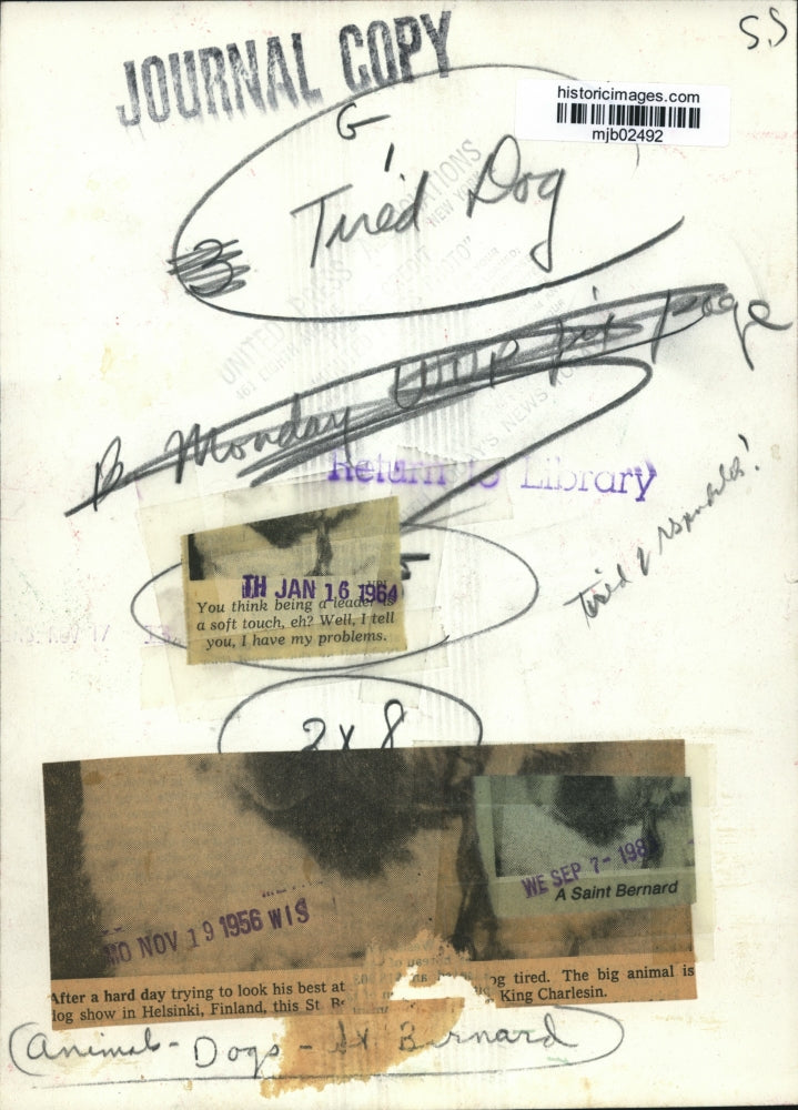 1956 Press Photo Saint Bernard "King Charlesin" At Dog Show In Helsinki, Finland