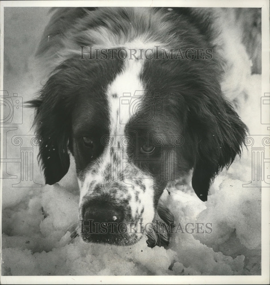 1973 Press Photo Saint Bernard Puppy In Snow At Humane Society In Milwaukee