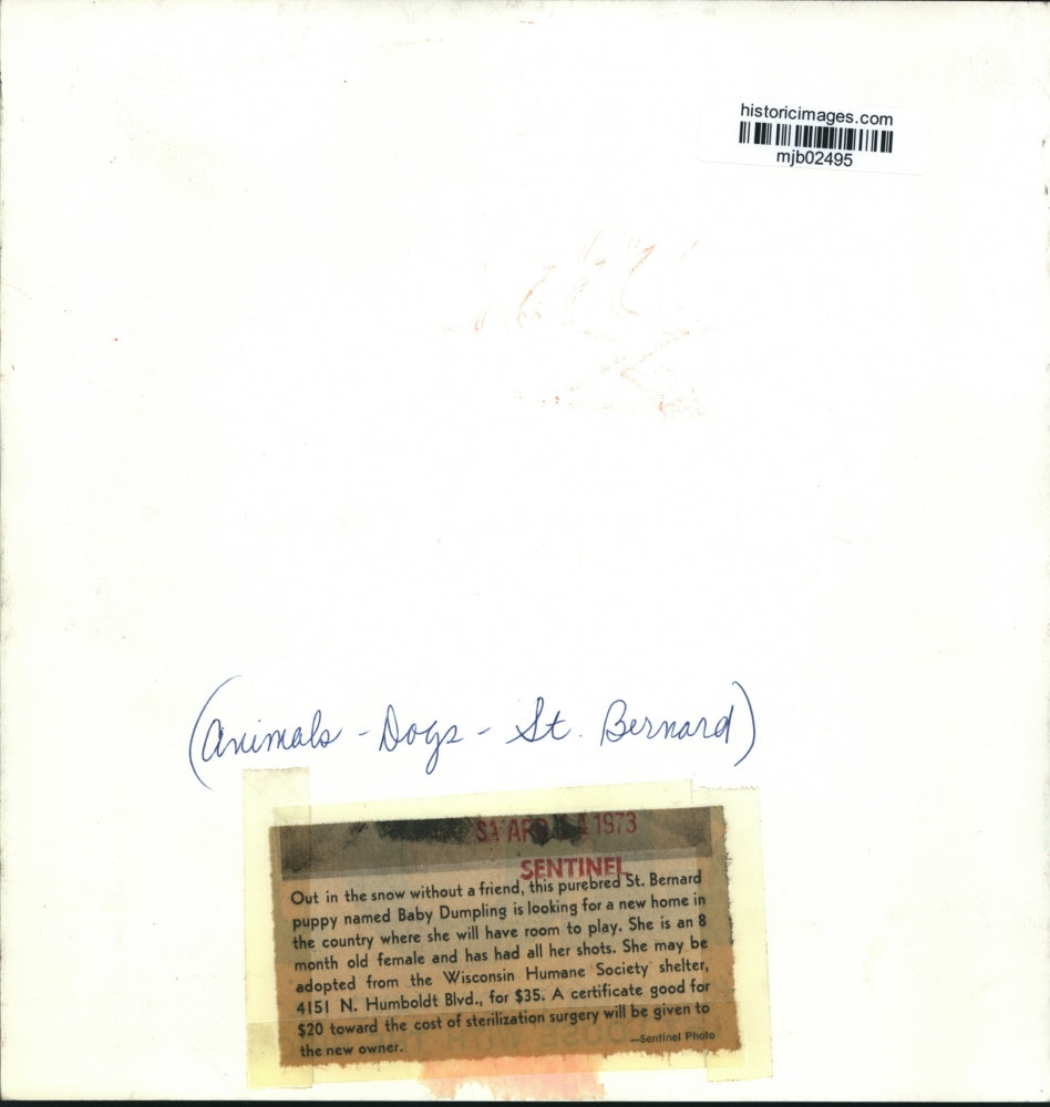 1973 Press Photo Saint Bernard Puppy In Snow At Humane Society In Milwaukee