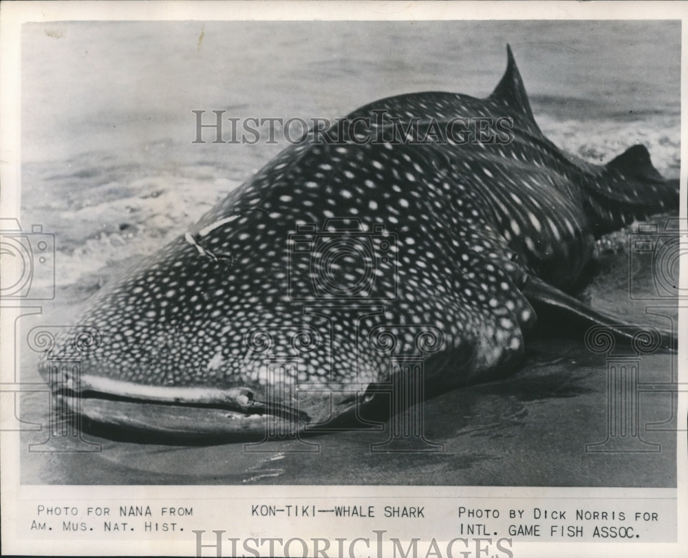 1947 Press Photo Baby Whale Shark On Beach After Kon-Tiki Raft Expedition- Historic Images