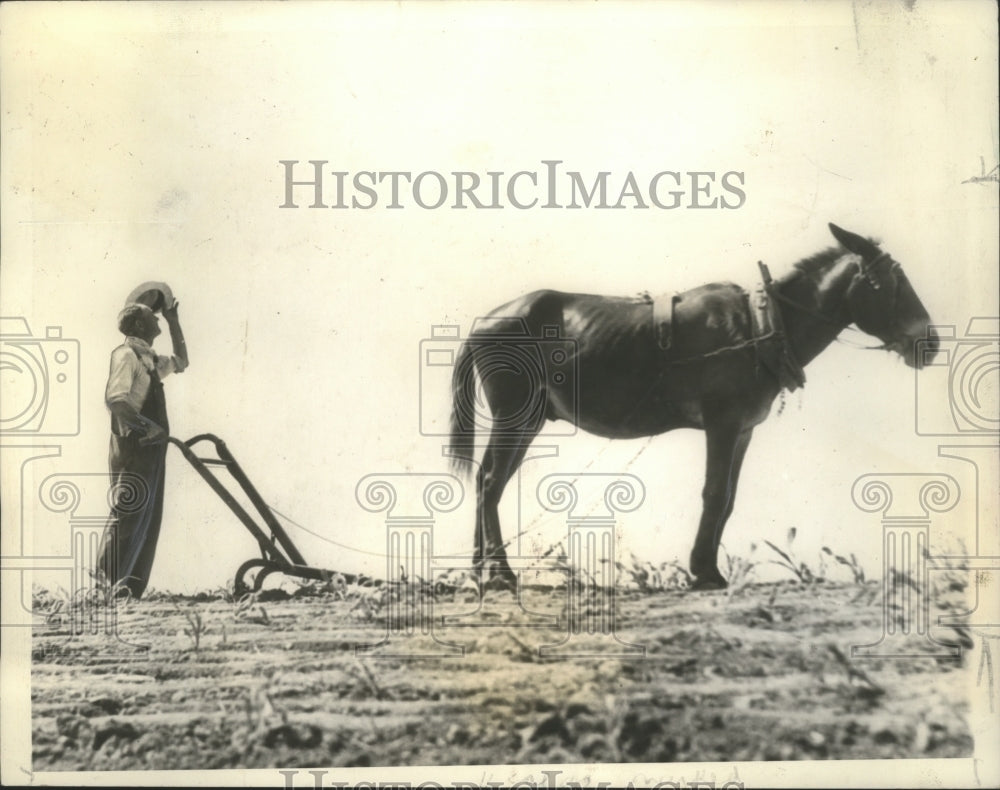 1936 Press Photo A. W. Pope, a corn farmer, stands in his ruined crop- Historic Images