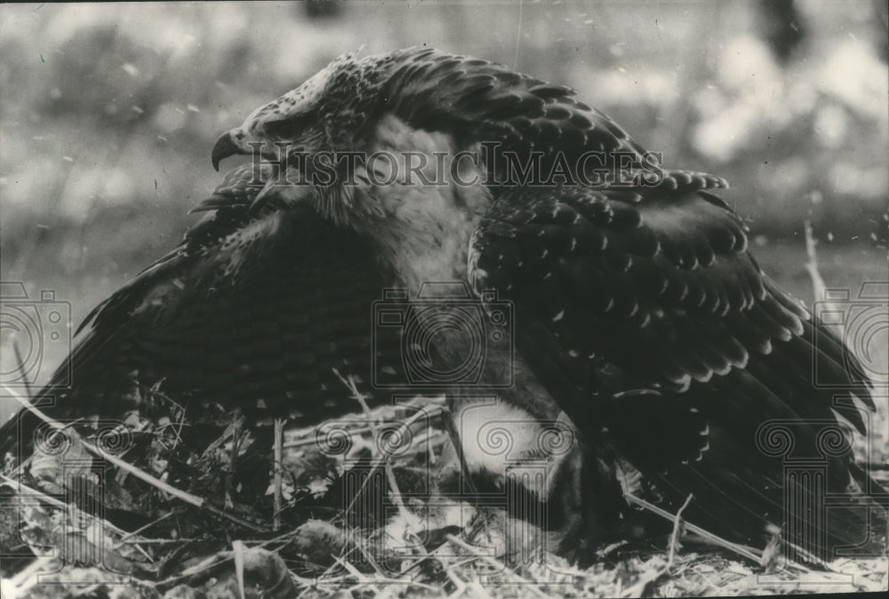 1965 Press Photo Peregrine falcon guarding his catch, Wisconsin - mjb03743- Historic Images