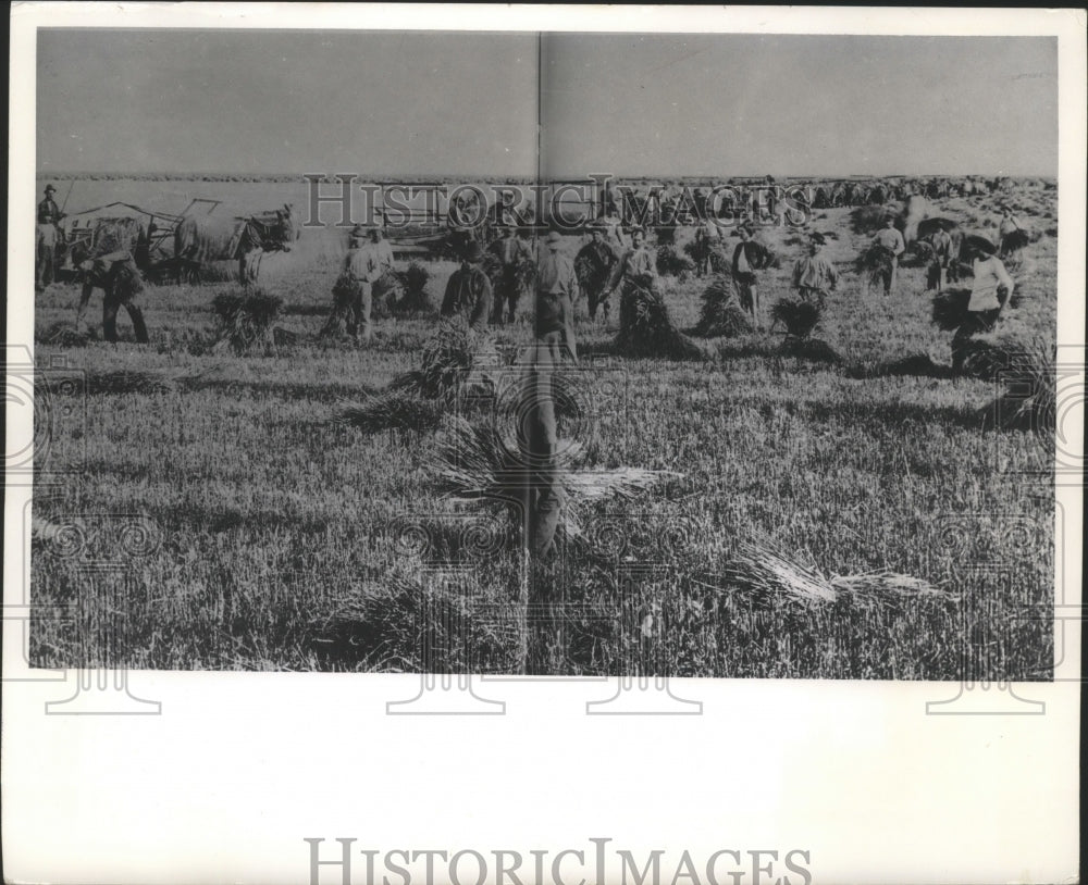 1965 Press Photo Historic, Hay Fields and workers, Farming &amp; Farms - mjb03908
