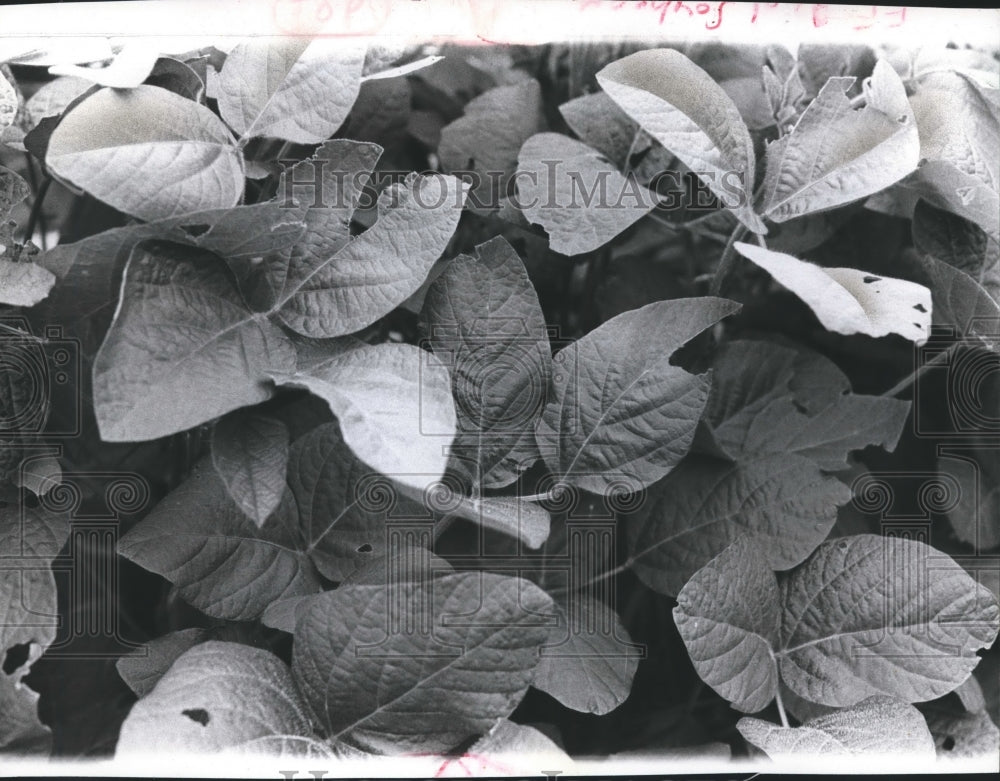 1973 Press Photo A close-up view of soybean plants - mjb04941