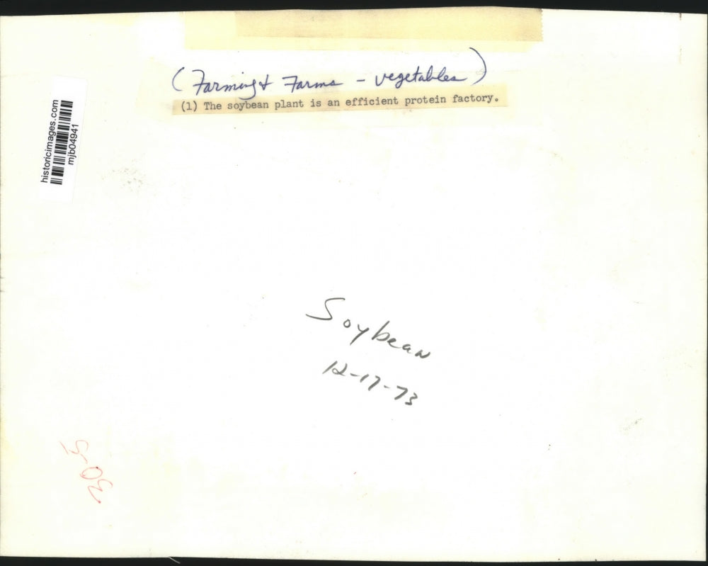 1973 Press Photo A close-up view of soybean plants - mjb04941