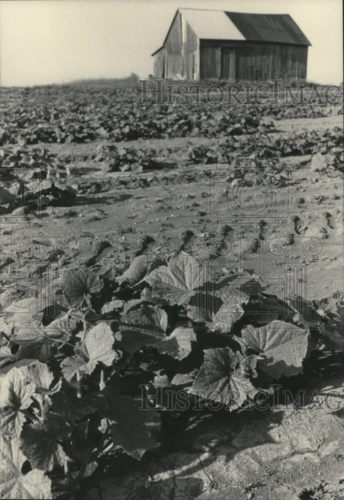 1985 Press Photo The replanted cucumber field on the Ken Schueller farm- Historic Images