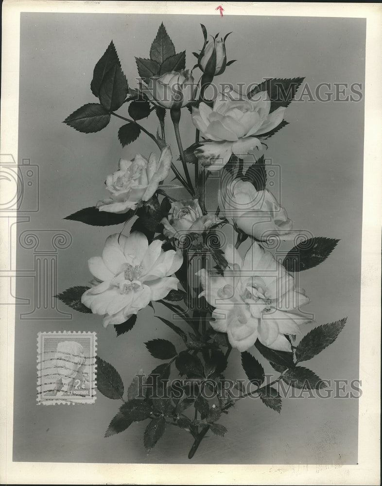 1958 Press Photo Baby Masquerade rose- Historic Images