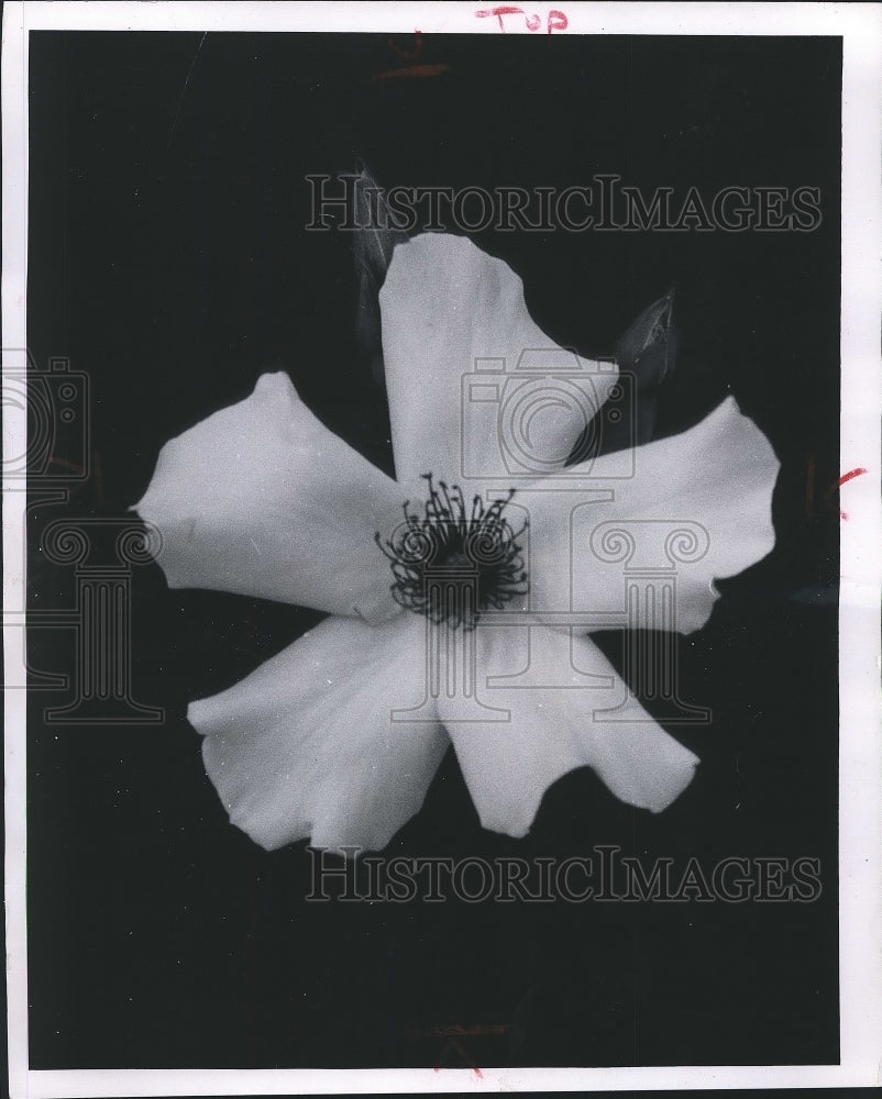 1957 Press Photo Dainty Bess Rose, a single Hybrid Tea - mjb06016