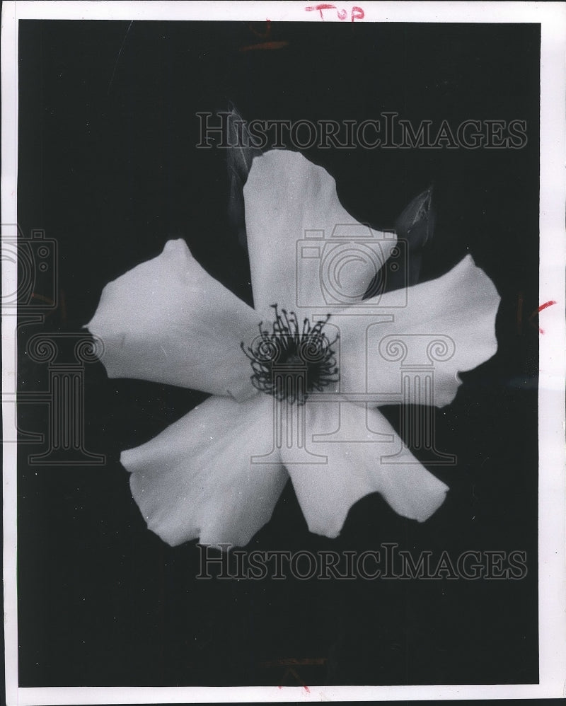 Load image into Gallery viewer, 1957 Press Photo Dainty Bess Rose, a single Hybrid Tea - mjb06016
