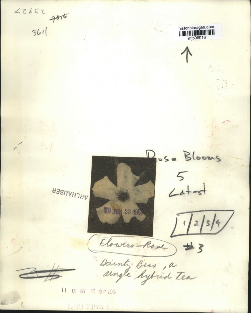 1957 Press Photo Dainty Bess Rose, a single Hybrid Tea - mjb06016