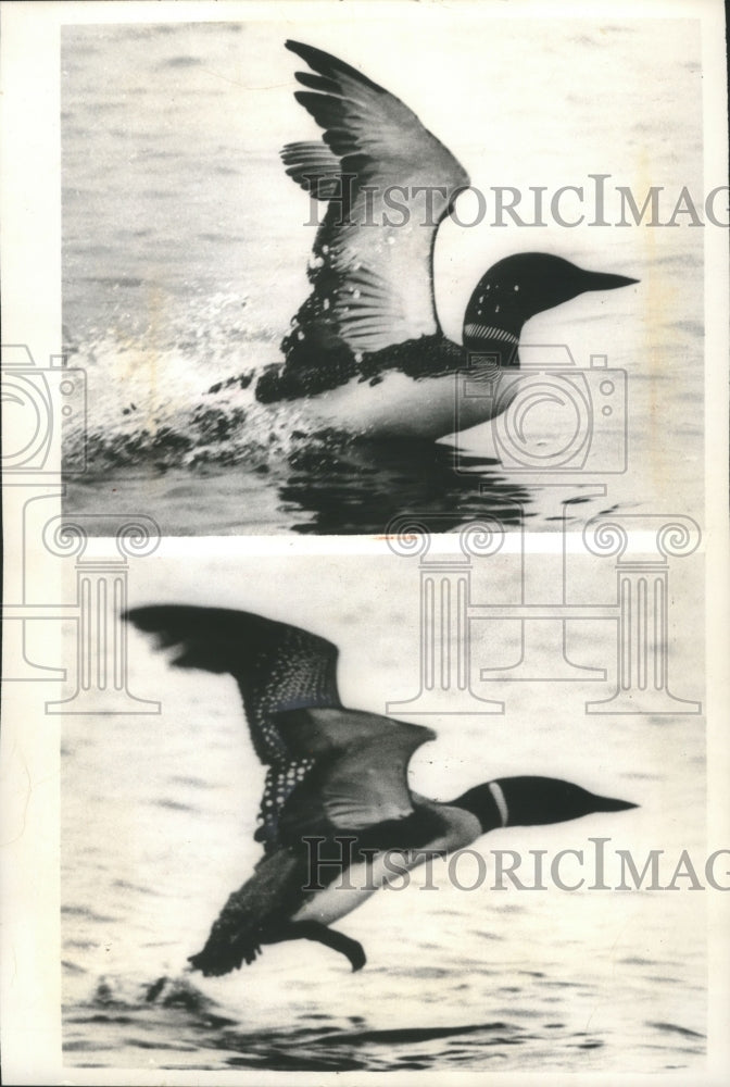 1964 Press Photo Adult Loon Flops and Splashes to Take Fight From Water Surface- Historic Images