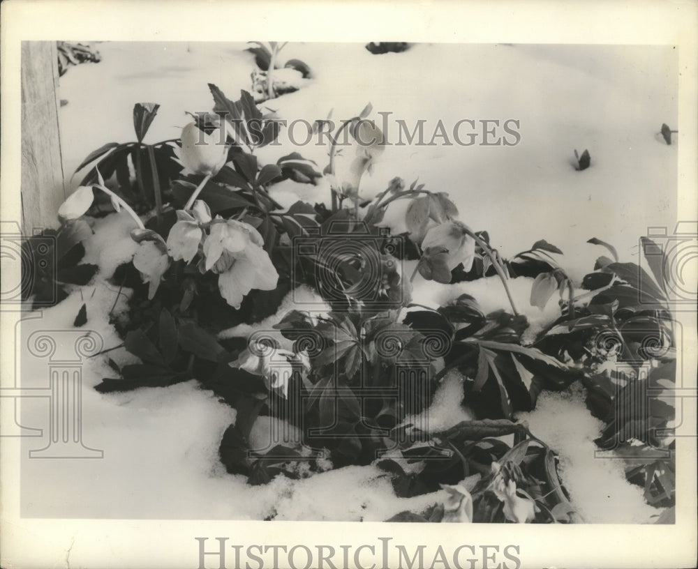 1958 Press Photo Christmas Roses Blooming In the Snow - mjb06659- Historic Images