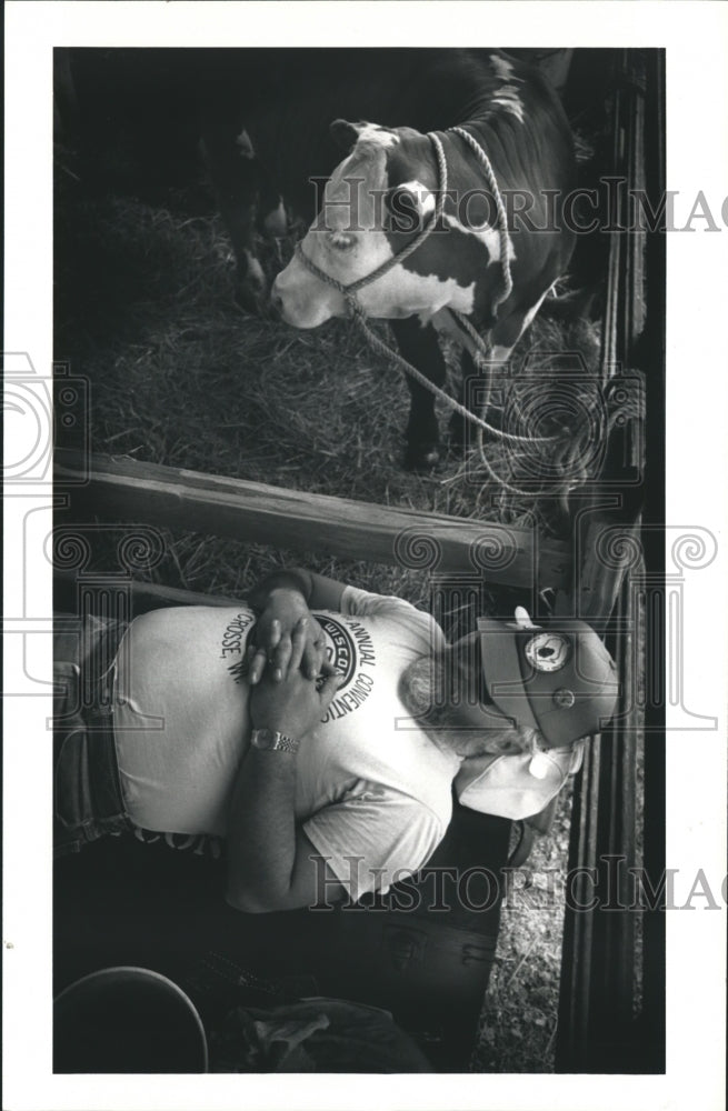 1991 Press Photo Bill Connelly Sleeping Next to Hereford Heifer, Waukesha County- Historic Images