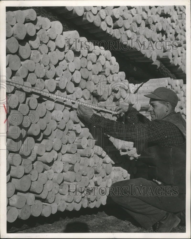 1955 Press Photo Jackpine Posts from Mosinee Industrial Forest near Solon Spring- Historic Images