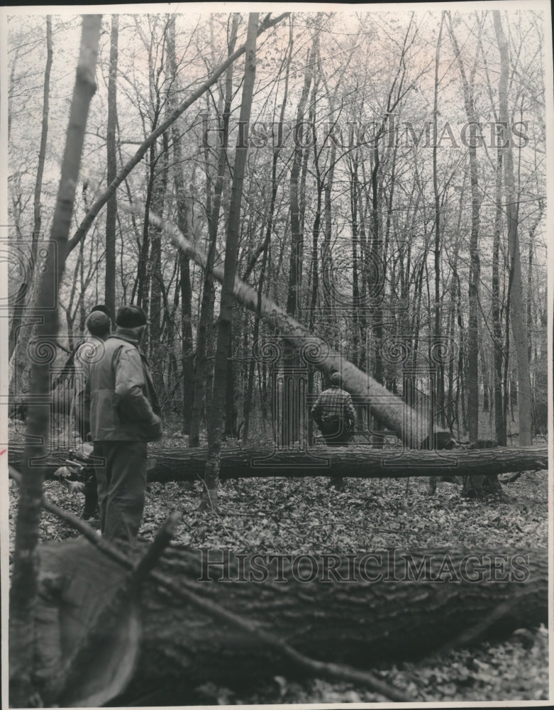 1968 Press Photo Donald Nagle, Max Radioff Watch Logger Fell Tree, Wisconsin- Historic Images