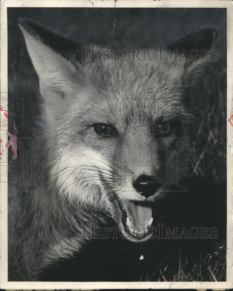 1954 Press Photo This Fox Seems to be Smiling for the Camera- Historic Images