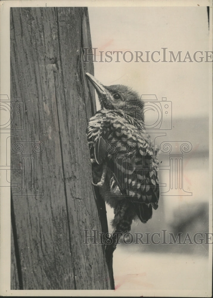 Load image into Gallery viewer, 1954 Press Photo Flicker fledgling forlornly huddled against the nesting box
