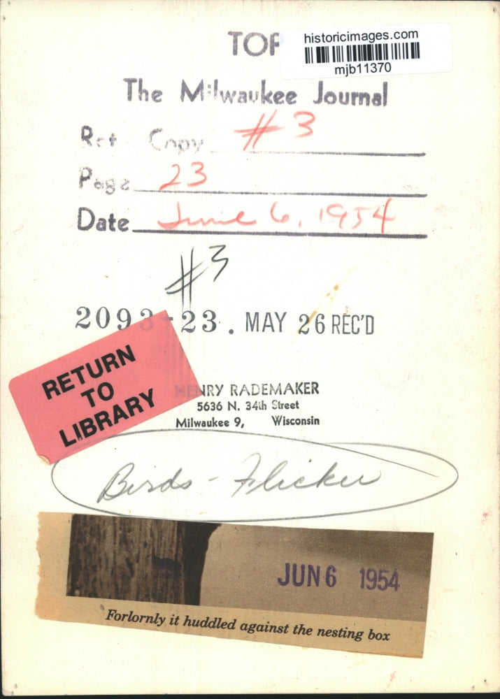 1954 Press Photo Flicker fledgling forlornly huddled against the nesting box