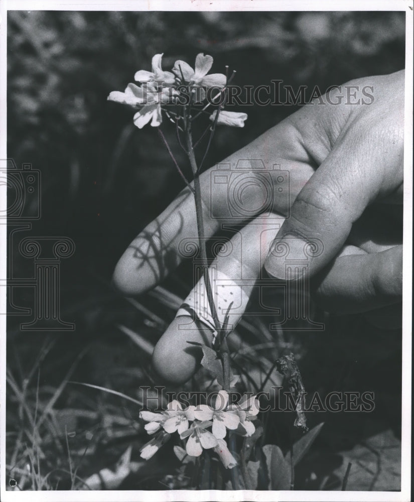 1960 Press Photo Spring Cress Flower Blooms in May- Historic Images