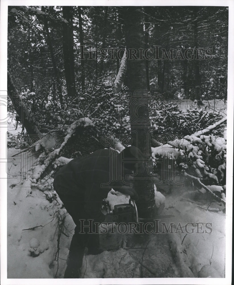 1968 Press Photo Charles Miesbauer, logger, cuts a tree for harvest, Wisconsin