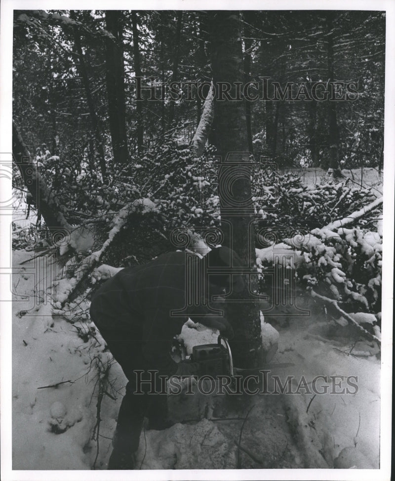 Load image into Gallery viewer, 1968 Press Photo Charles Miesbauer, logger, cuts a tree for harvest, Wisconsin
