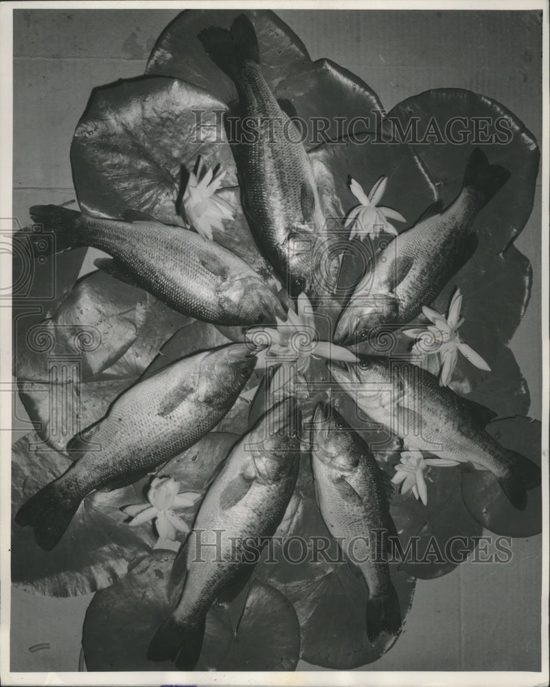 1957 Press Photo Black Bass Caught by Glen Peterson on the Menomonee River