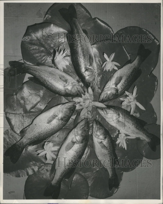 1957 Press Photo Black Bass Caught by Glen Peterson on the Menomonee River