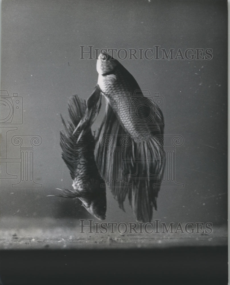 1951 Press Photo Betta Fish, or Siamese Fighting Fish, Spawning Eggs - mjb14811