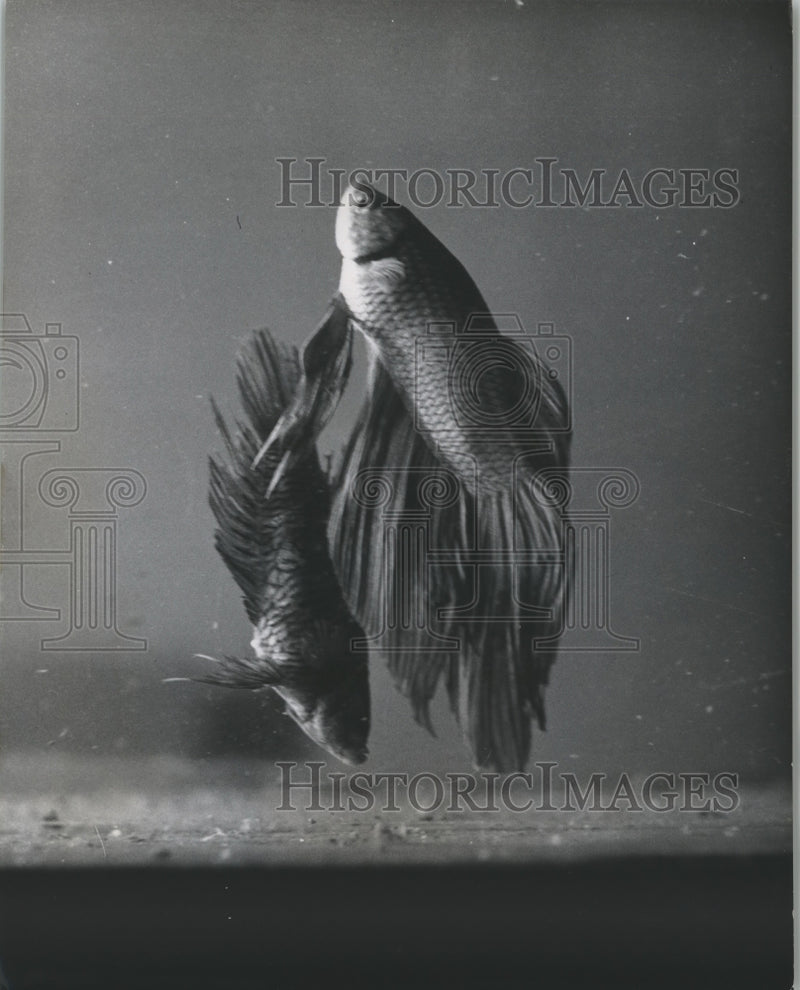 Load image into Gallery viewer, 1951 Press Photo Betta Fish, or Siamese Fighting Fish, Spawning Eggs - mjb14811
