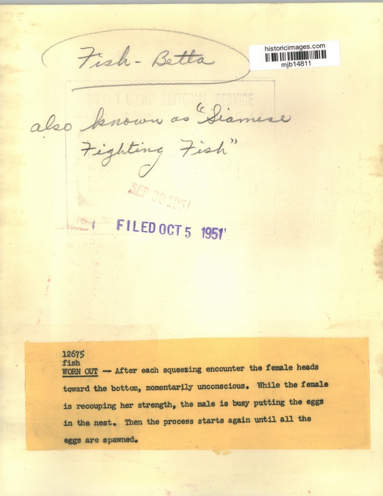 1951 Press Photo Betta Fish, or Siamese Fighting Fish, Spawning Eggs - mjb14811