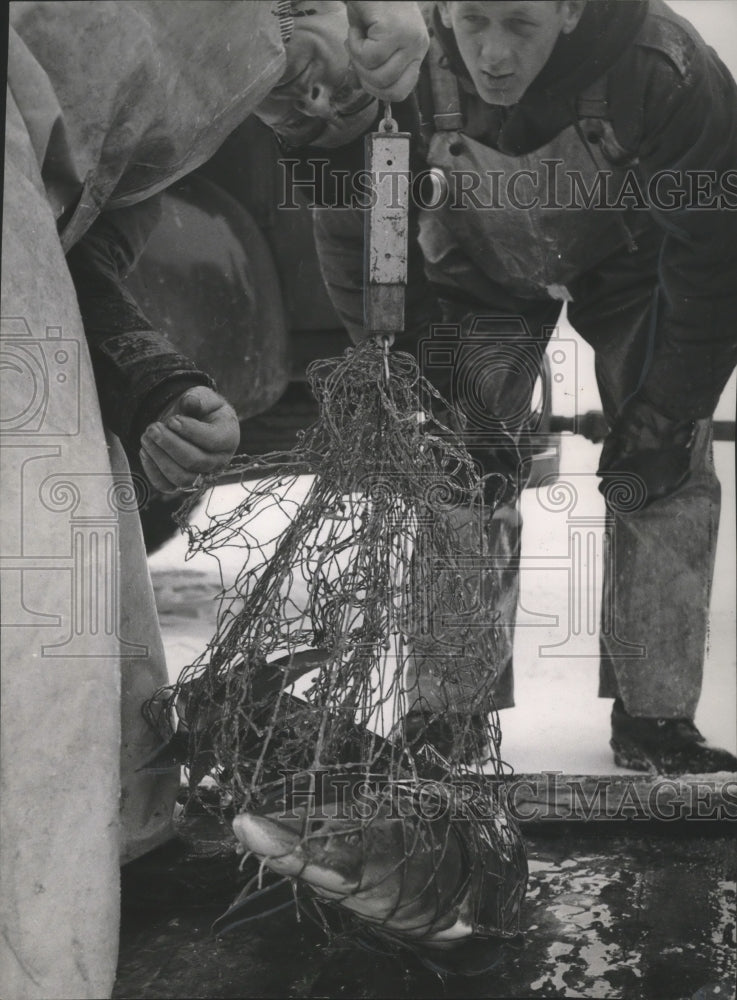 1955 Press Photo Fishermen weighing Sturgeon Fish in Net on Scale- Historic Images