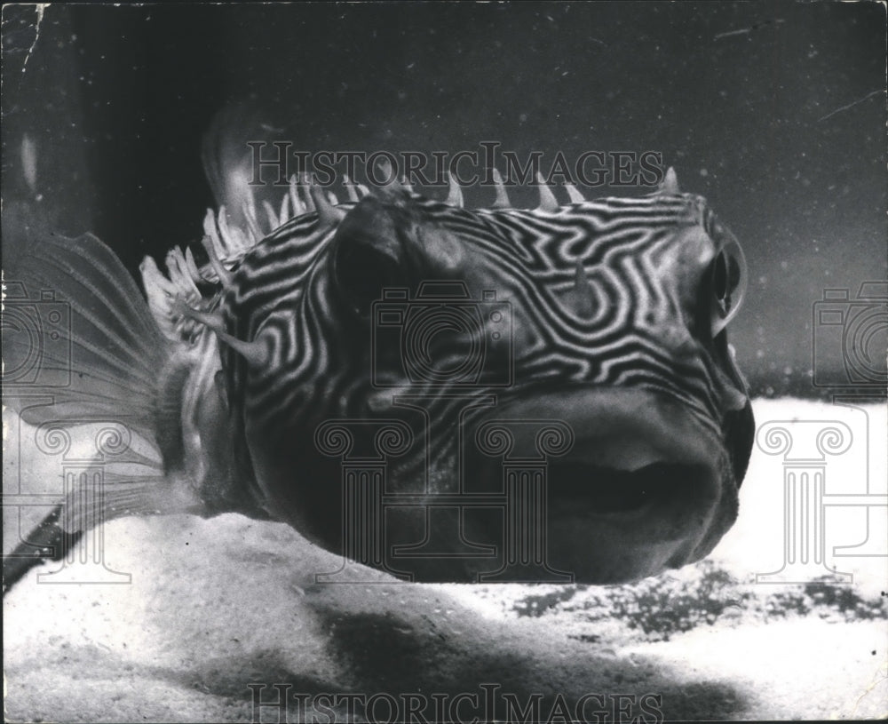 1963 Press Photo Spiny Boxfish looks like he&#39;s laughing at you- Historic Images