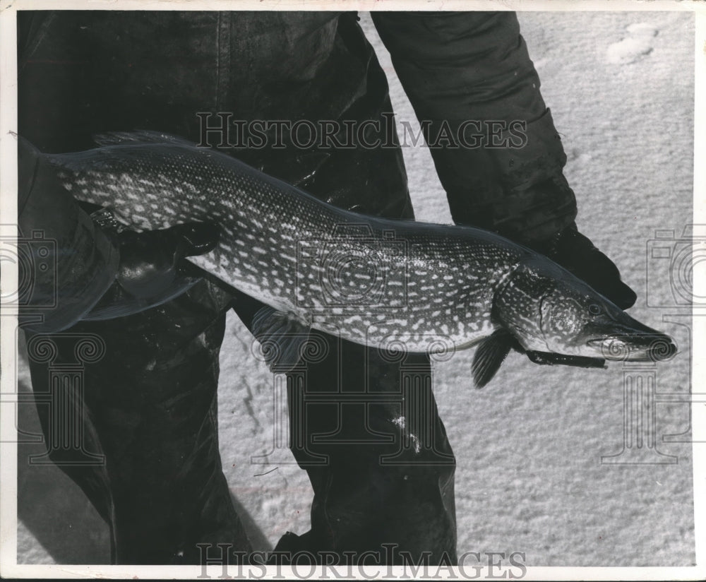 1957 Press Photo Fish Pike - mjb15691- Historic Images