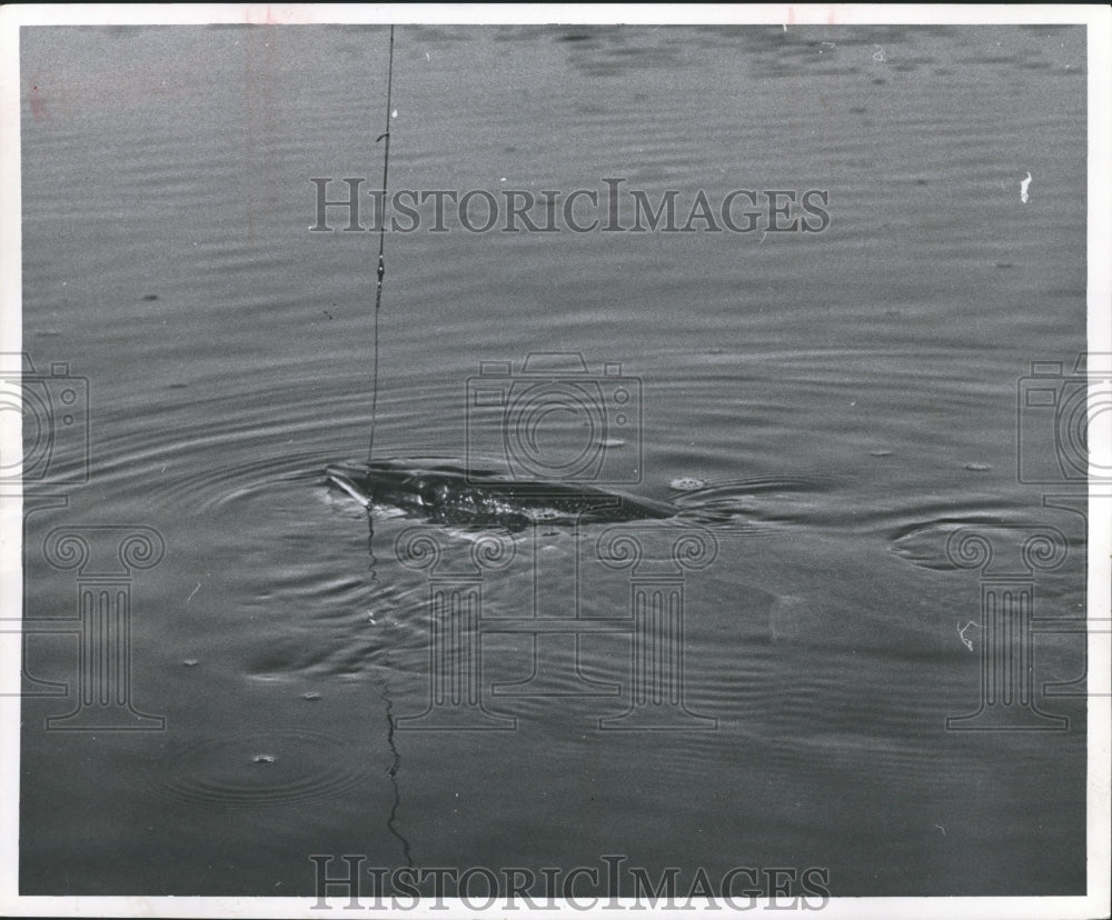 1958 Press Photo A sullen pike comes to the surface- Historic Images