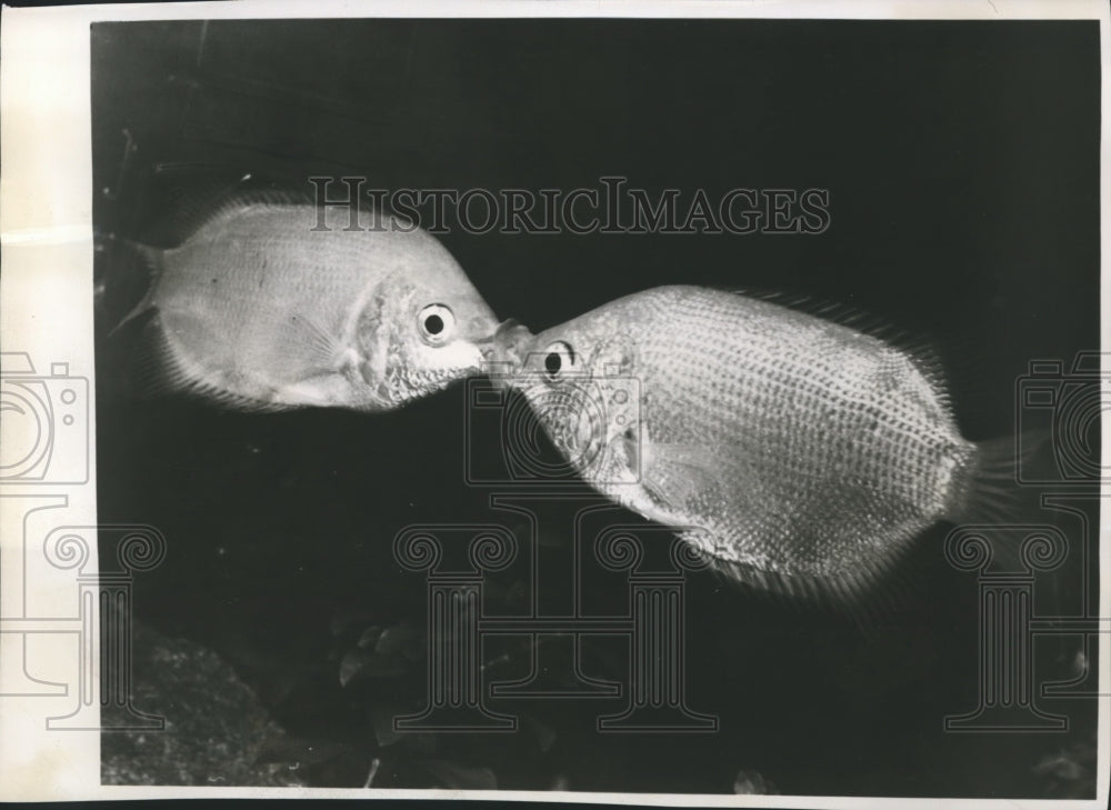 1957 Press Photo Two kissing gouramis in a well-balanced tropical fish aquarium- Historic Images