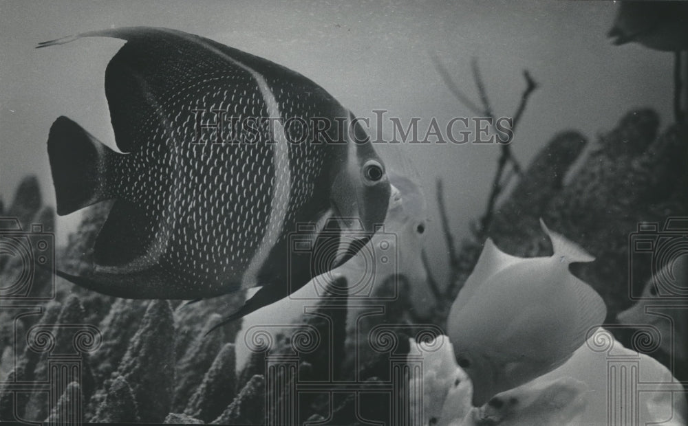 1984 Press Photo French angel fish joins other exotic creatures at Mayfair Mall