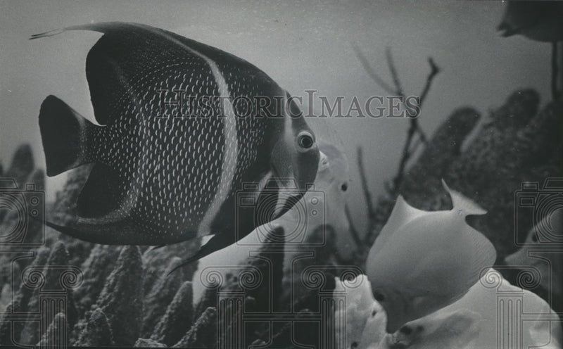 Load image into Gallery viewer, 1984 Press Photo French angel fish joins other exotic creatures at Mayfair Mall
