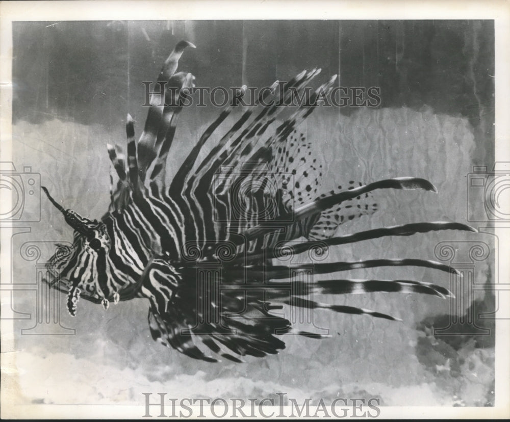 1955 Press Photo The Lion Fish (scientific name:Pterois Volitans) resembles lion