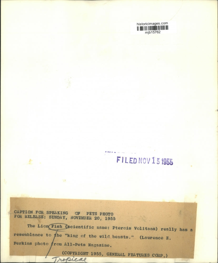 1955 Press Photo The Lion Fish (scientific name:Pterois Volitans) resembles lion