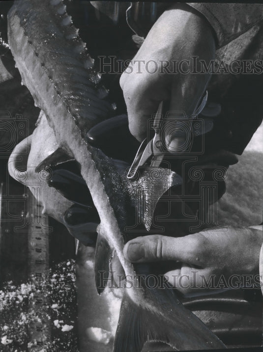 1957 Press Photo A tag is attached to the fin of a sturgeon - mjb15772- Historic Images