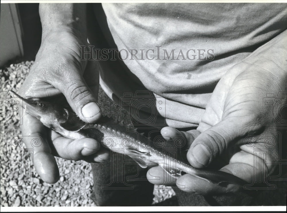 1992 Press Photo A sturgeon pulled from a hatchery near Bonners Ferry, Idaho- Historic Images