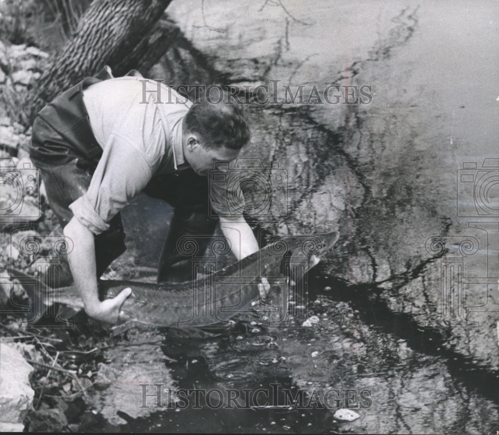 1957 Press Photo Pat Cline returns a tagged sturgeon to Wisconsin&#39;s Wolf River- Historic Images