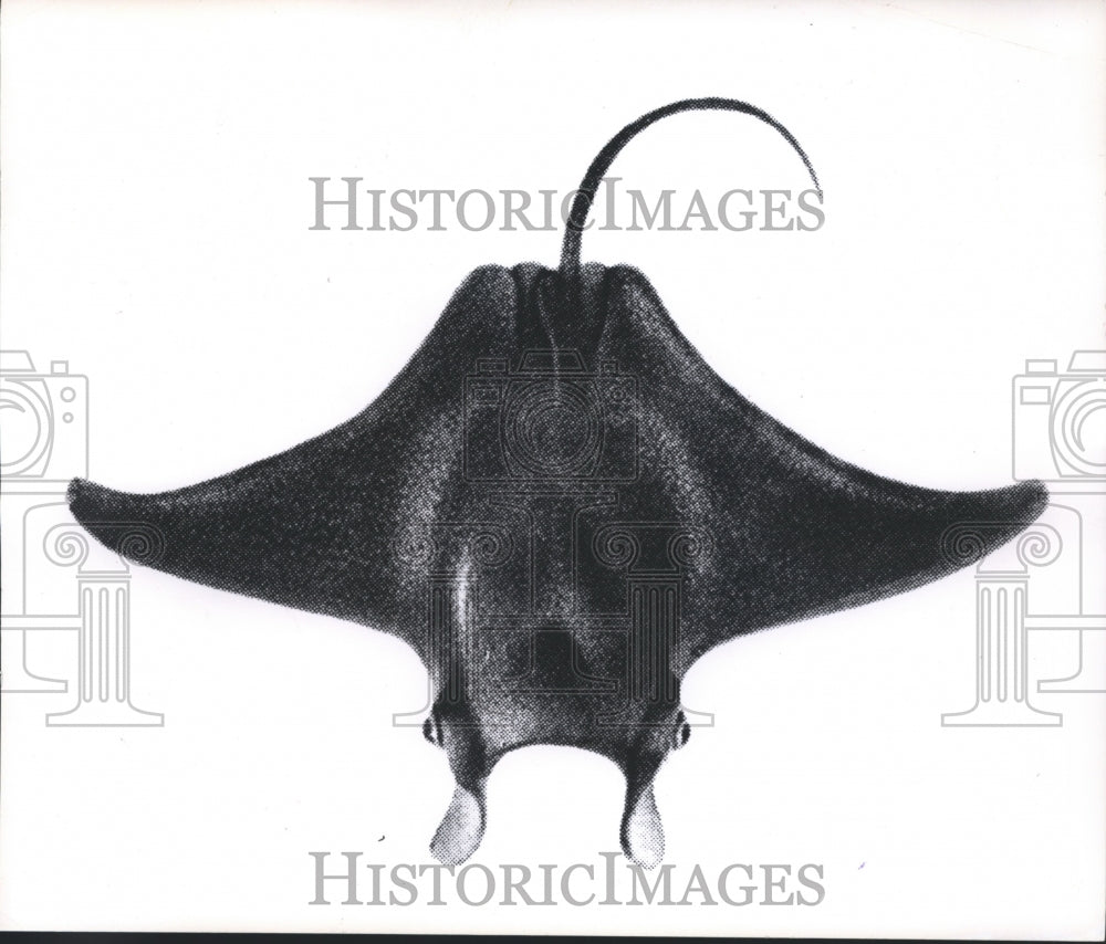 1969 Press Photo Manta Sting Ray Fish - mjb15839- Historic Images