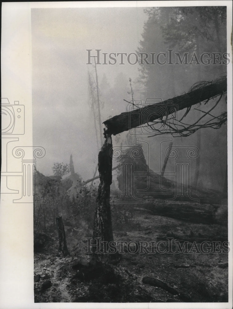 1967 Press Photo Aftermath of Forest Fire in Cotter Bar, Idaho- Historic Images