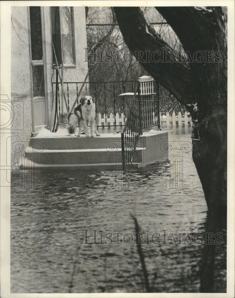 1975 Press Photo Pet dogs left behind when floodwaters surrounded house rescued- Historic Images