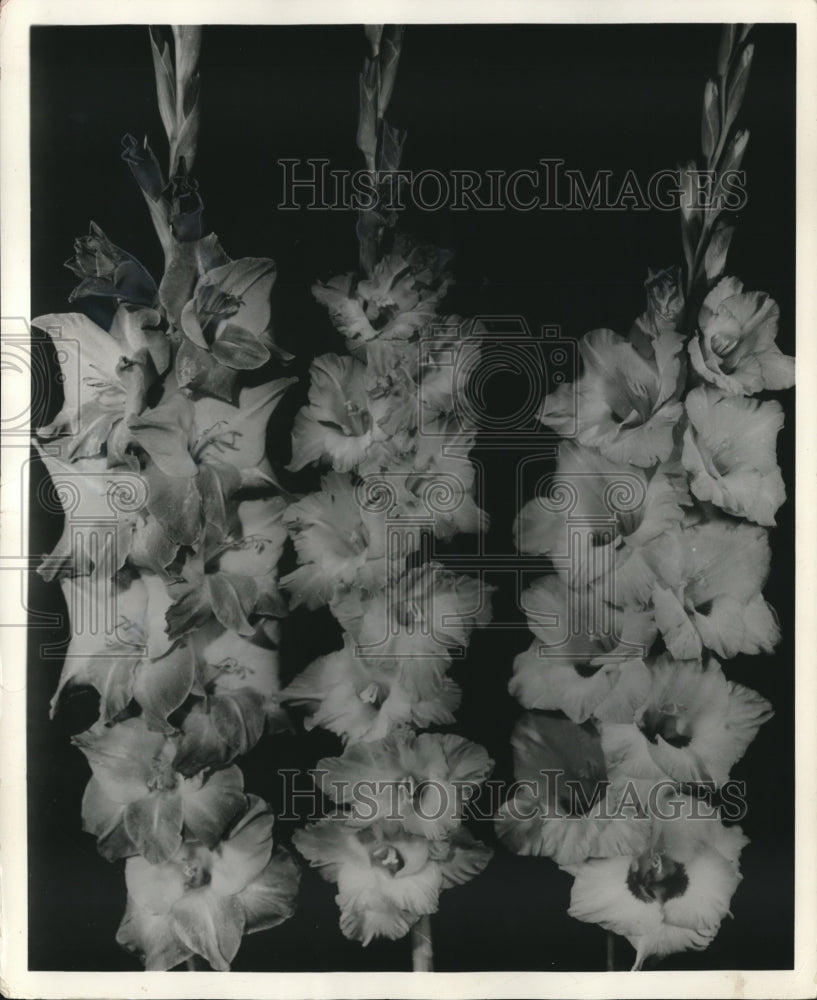 1961 Press Photo All-America Gladiolus Selection winners on display - mjb16216- Historic Images