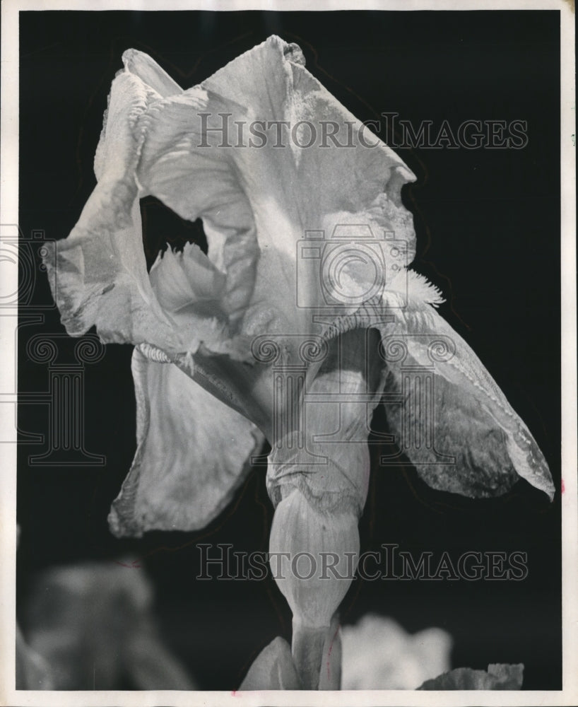 1969 Press Photo An iris flower - mjb16222